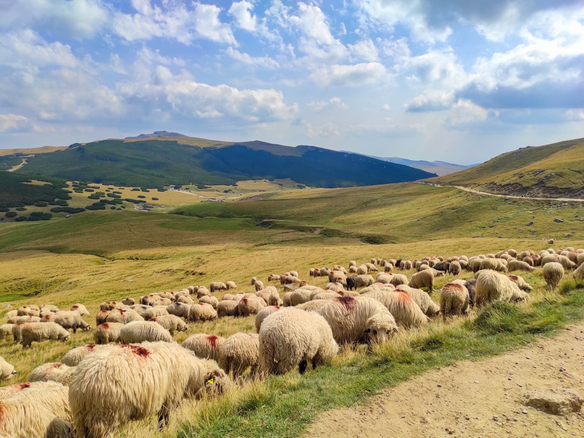 Ziua Națională Muntelui în România - moment de reflecție asupra tradiției, identității și viitorului comunităților montane!